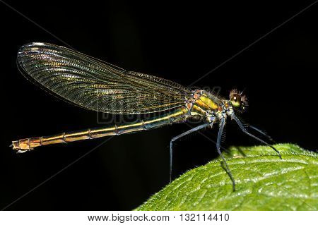 Banded demoiselle (Calopteryx splendens) female. Damselfly with dark band across centre of wings and metallic blue-green body in the family Calopterygidae