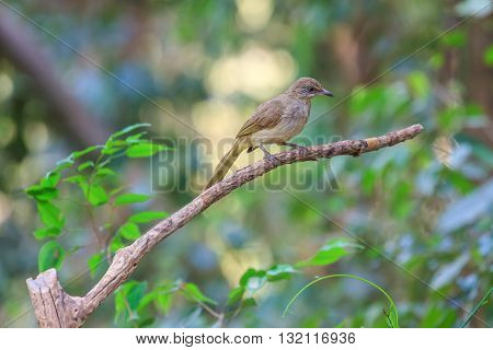 Streak-eared Bulbul (pycnonotus Blanfordi) In Nature