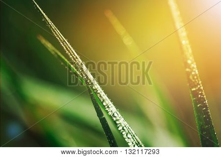 Fresh green grass with dew water drops on it in the sunset light. Macro. Nature ecology concept.