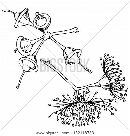 Hand drawn sketch of eucalyptus in vector format