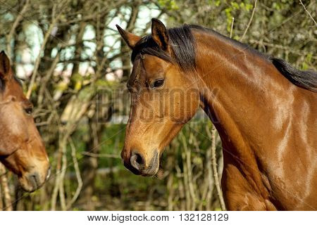 Beautiful driving horse on a meadow on roaming