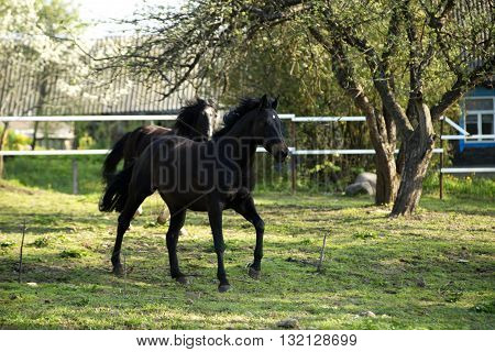 Beautiful driving horse on a meadow on roaming