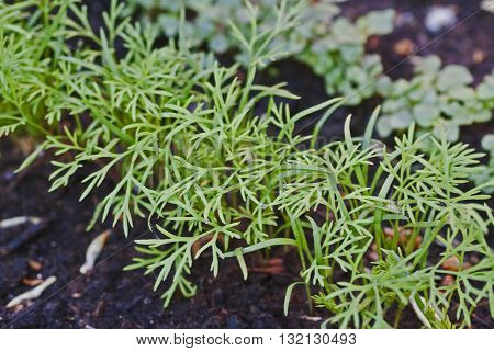 some dill plants growing in the garden