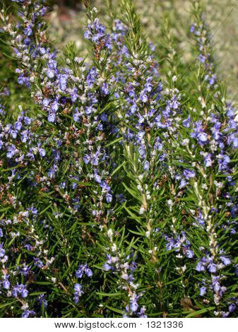 Straußes mit Blumen