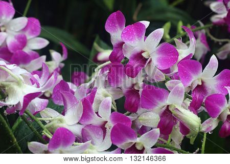 Pink dendrobium eastern vigor orchid in full bloom
