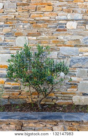 Small olive tree in front of a natural stone wall in Pelion, Greece