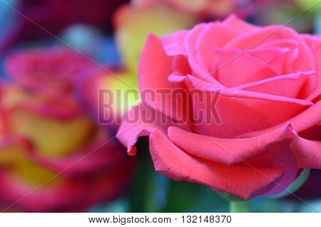 Fresh and wet pink and red roses with droplets in macro photography