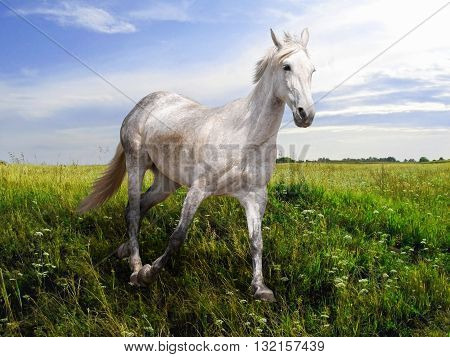 white horse running on a blossoming summer meadow