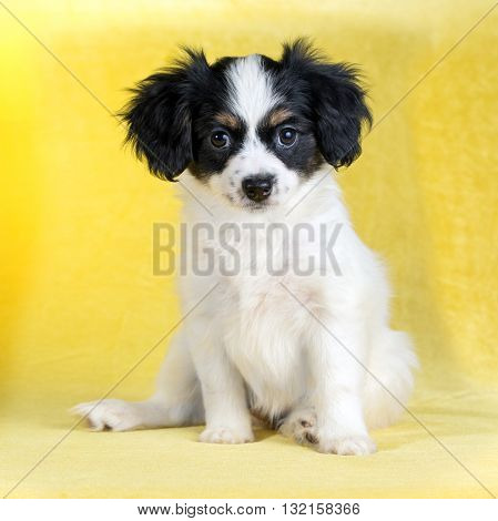 Cute puppy of the Continental Toy spaniel - Phalene -on a yellow background
