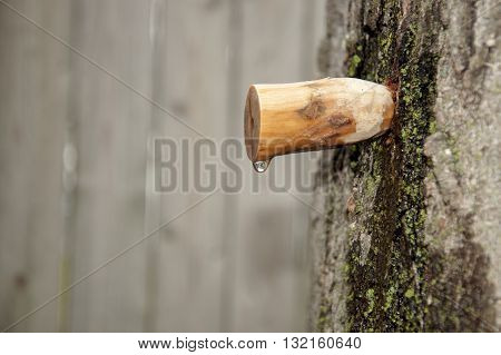 homemade carved wooden spile to tap maple tree for sap to make maple syrup