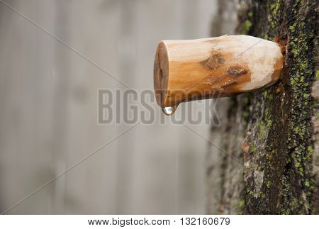 homemade carved wooden spile to tap maple tree for sap to make maple syrup