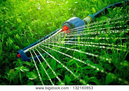 Lawn sprinkler spaying water over green grass. Irrigation system