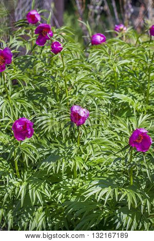 Marin root or peony (Paeonia anomala). Flowering bushes