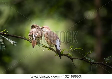 Indian Silverbill (Euodice malabarica). The Indian silverbill or white-throated munia is a small passerine bird found in the Indian Subcontinent and adjoining regions