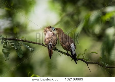 Indian Silverbill (Euodice malabarica). The Indian silverbill or white-throated munia is a small passerine bird found in the Indian Subcontinent and adjoining regions