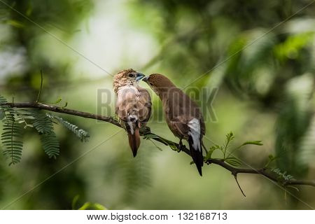 Indian Silverbill (Euodice malabarica). The Indian silverbill or white-throated munia is a small passerine bird found in the Indian Subcontinent and adjoining regions
