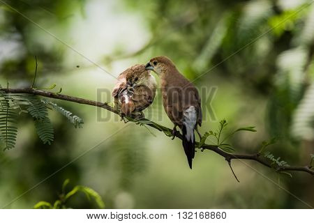 Indian Silverbill (Euodice malabarica). The Indian silverbill or white-throated munia is a small passerine bird found in the Indian Subcontinent and adjoining regions