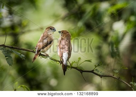 Indian Silverbill (Euodice malabarica). The Indian silverbill or white-throated munia is a small passerine bird found in the Indian Subcontinent and adjoining regions
