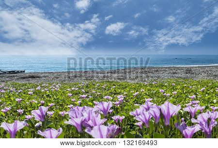 Beatiful Pnk Flower Beside The Beach With Nice Background Color