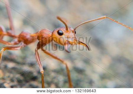 Close up of red ant with wide open mandibles and ready to fight