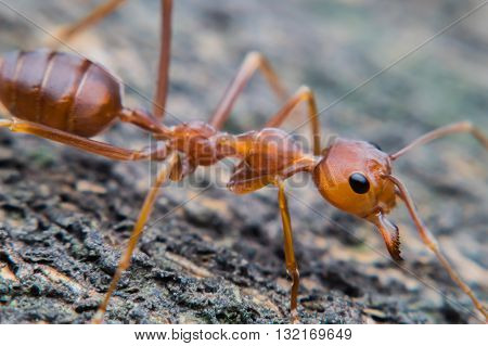 Close up of red ant with wide open mandibles and ready to fight
