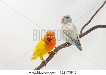 Yellow Lobebird And Pastel Blue Forpus