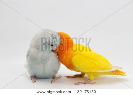 Yellow Lobebird And Pastel Blue Forpus