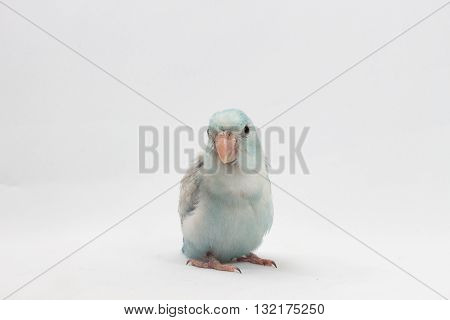 Pastel Blue Forpus Bird