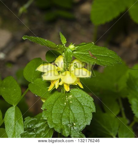 Yellow archangel or artillery plant Lamium Galeobdolon flowers and leaves close-up selective focus shallow DOF