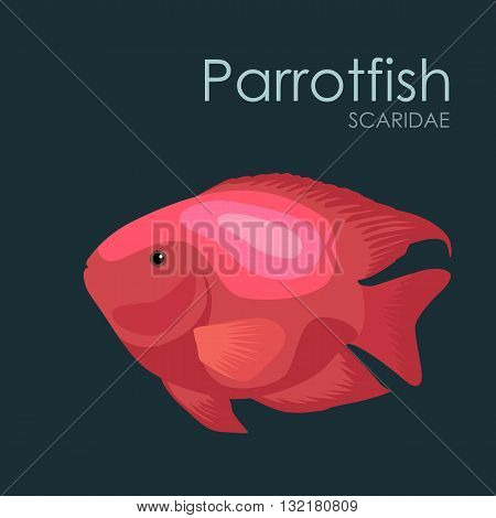 Aquarium fish Parrotfish, vector illustration isolated on dark background. Fish flat style vector illustration.