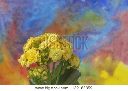 Yellow kalanchoe bouquet floral rustic colorful background