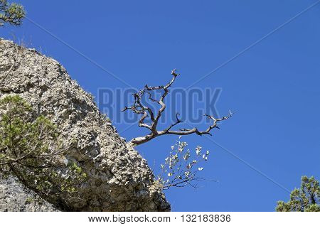 dried relict pine on the background of bright blue cloudless sky. Crimea.