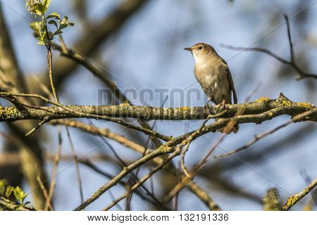 A common nightingale in the shrub is sitting on a branch