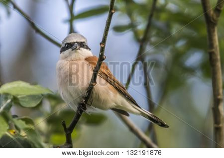 A red-backed shrike on a branch is searching for fodder
