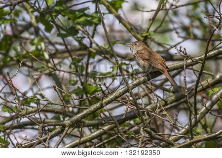 A common whitethroat is sitting on a branch
