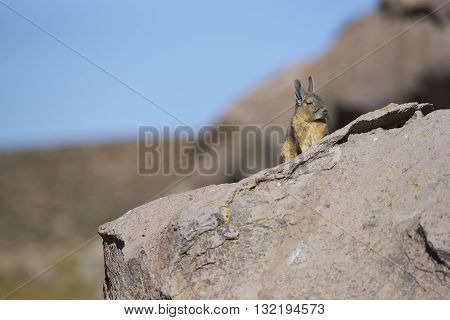 Mountain Viscacha (Lagidium viscasia) resting on a rock in Lauca National Park, northern Chile.