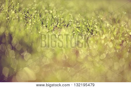 Abstract Blurred background from a wet green grass in dew drops
