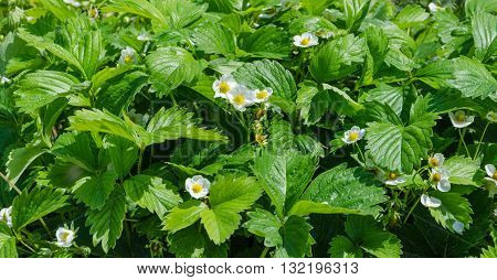 The image of green bushes of a strawberry with yellow flowers