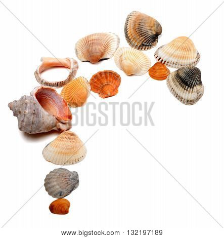 Collection Of Seashells With Copy Space
