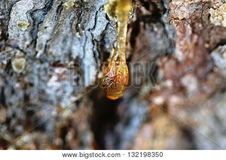 The Yellow Drop Of Resin On A Tree