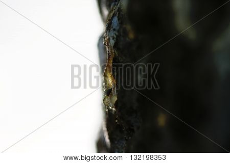 The yellow drop of resin on a tree