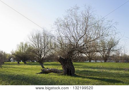 Tree spring meadow near the river landscape