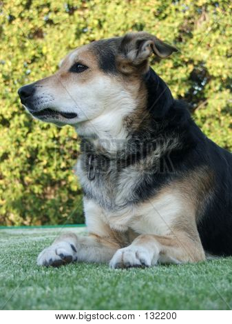 Hund på gräsmattan