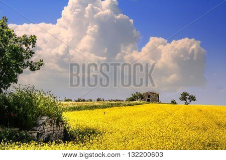RURAL LANDSCAPE SPRING. Field of yellow flowers.ITALY(Apulia)