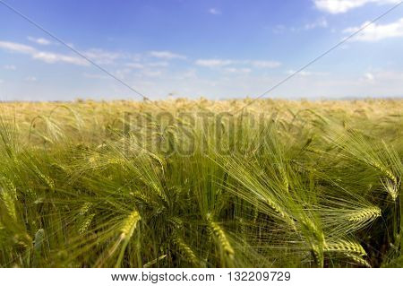Green barley, Green barley field, Blue sky