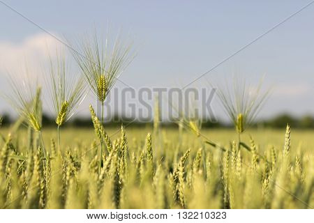 Green barley, Green Barley filed, Selective focus