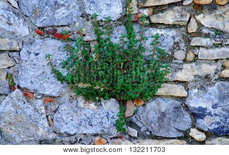 a plant caper was born on crack in an old stone wall