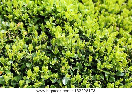 Buxus sempervirens bush