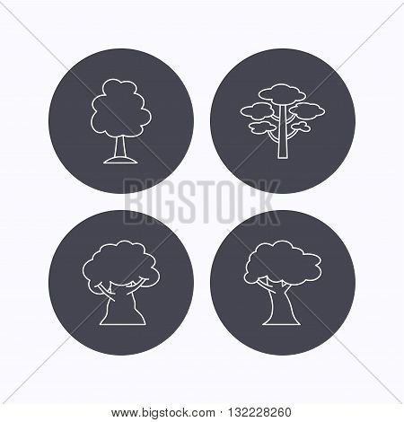 Pine tree, oak-tree icons. Forest trees linear sign. Flat icons in circle buttons on white background. Vector
