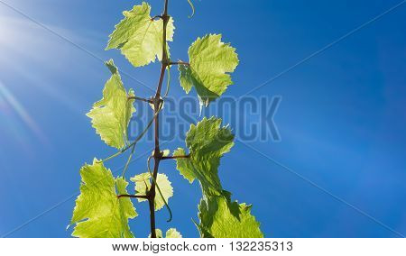 Grape vine growing against blue sky and sun flare high in sky